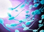 French Men Not Producing As Much Sperm, Studies Reveal