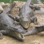 Crocodiles Bolt Farm In South Africa