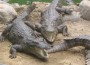 Crocodiles Bolt Farm In South Africa