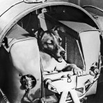 Space Programs And The Animals They Used
