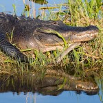 Alligator Blood Shown To Have HIV Killing Proteins
