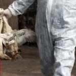 Avian Flu Investigation To Be Conducted By International Experts