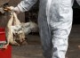 Avian Flu Investigation To Be Conducted By International Experts