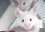 Stem Cells Manage To Grow Human Liver Tissue In Mice