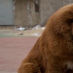 Dog Presented As Lion In Chinese Zoo