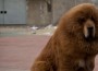 Dog Presented As Lion In Chinese Zoo