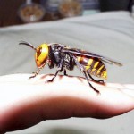 Hornet Attacks Kill Dozens In China