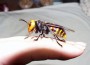 Hornet Attacks Kill Dozens In China