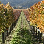 Top 3 Upcoming Wine Regions In The U.S.