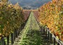 Top 3 Upcoming Wine Regions In The U.S.