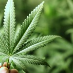 French Study Suggests Marijuana Use Can Lead To Heart Disease