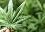French Study Suggests Marijuana Use Can Lead To Heart Disease