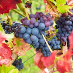 Best 3 Wine Harvest Celebrations This Autumn 