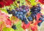 Best 3 Wine Harvest Celebrations This Autumn