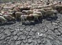 Heat Wave In India Results To Over 1,400 Deaths