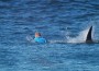 Mick Fanning Survives Shark Attack