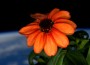 Scott Kelly Posts Picture Of First Space Flower, The Zinnia