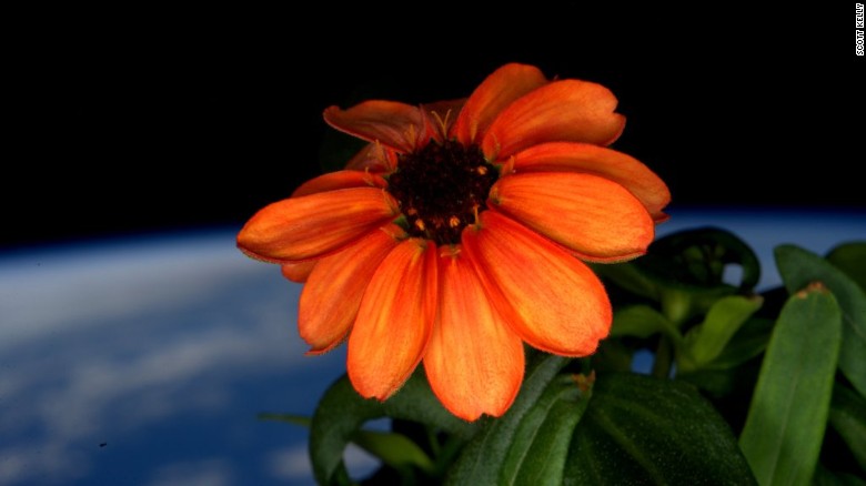 Scott Kelly Posts Picture Of First Space Flower, The Zinnia